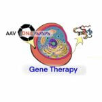 GT gene therapy