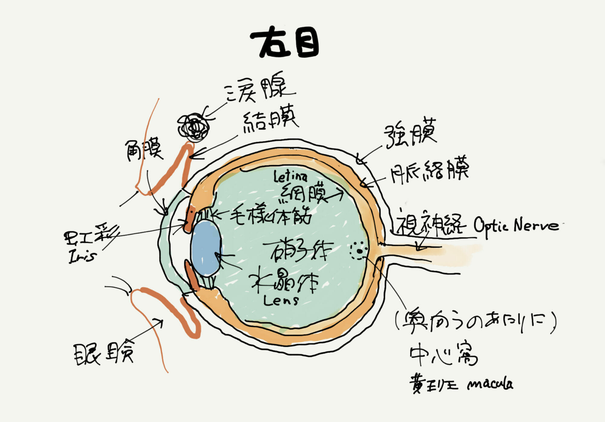 [用語] LEC; lens epithelial cell ; 水晶体上皮細胞 ID12323
