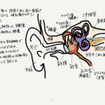 Ear
