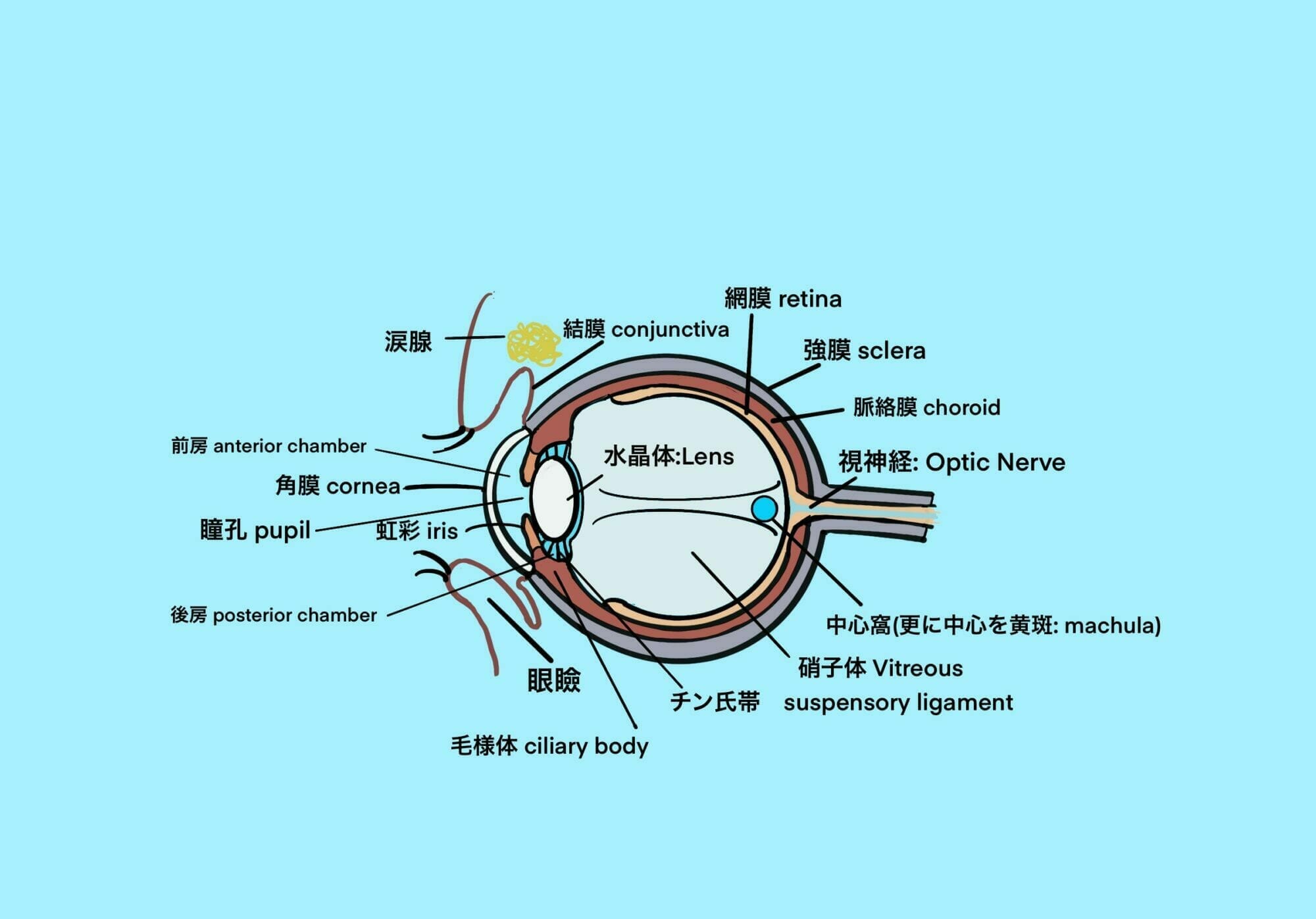 Eye