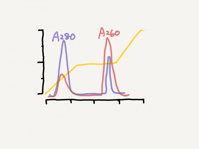Profile of chromatography
