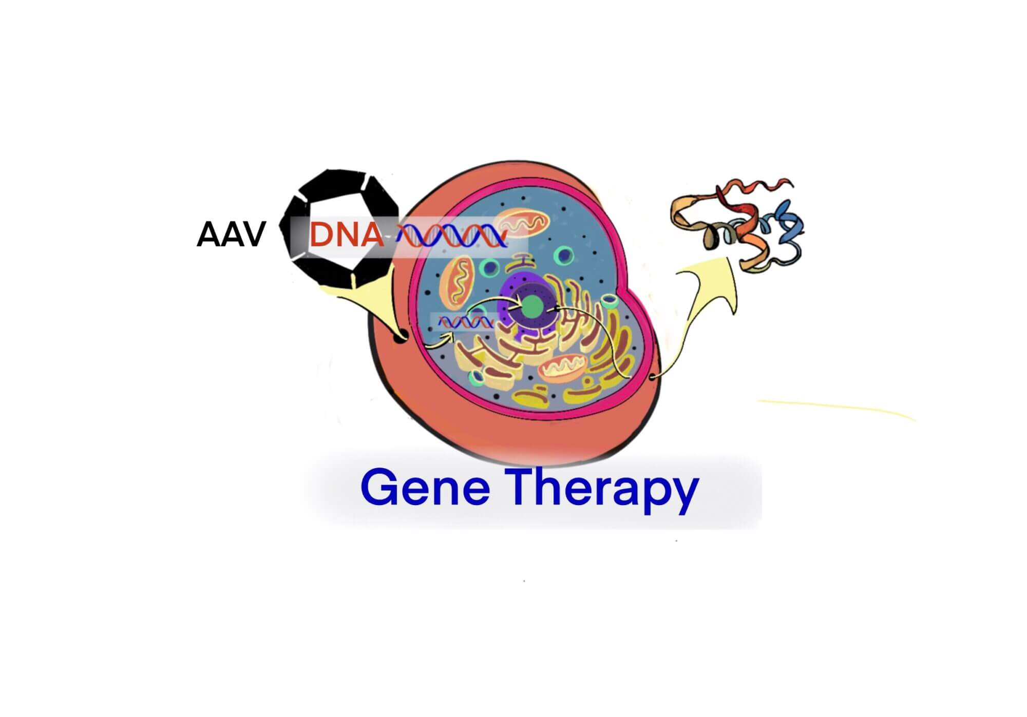 Gt gene therapy