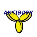 Mab antibody