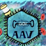 Aav