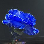 青いカーネーション