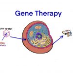 gene