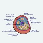 細胞イラスト