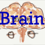 Brain