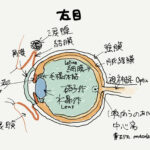 Eye
