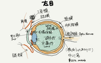 Eye