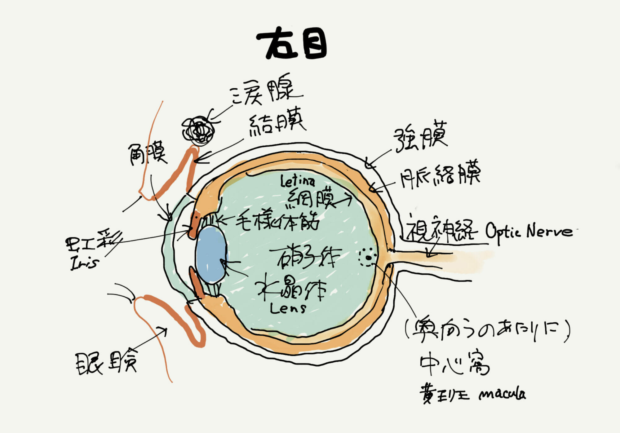 Eye