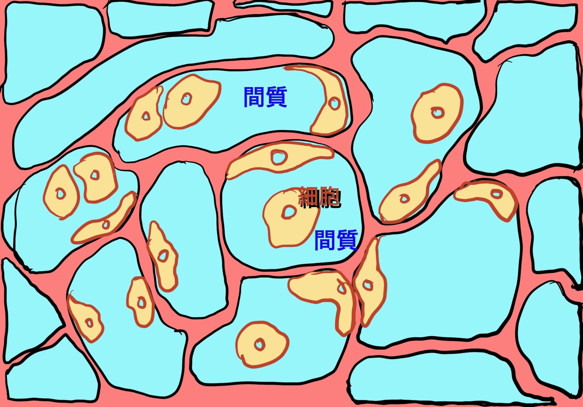 Cell