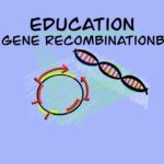 Gene
