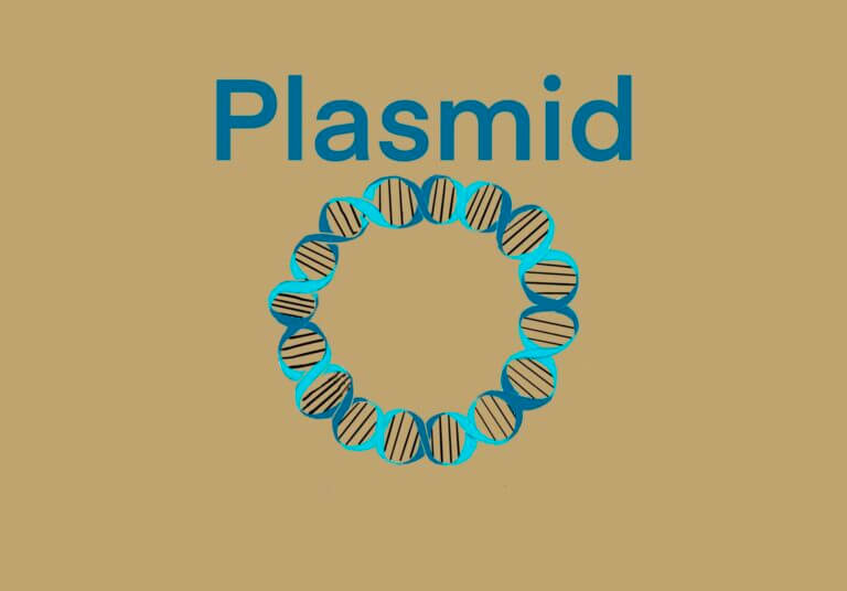 Plasmid
