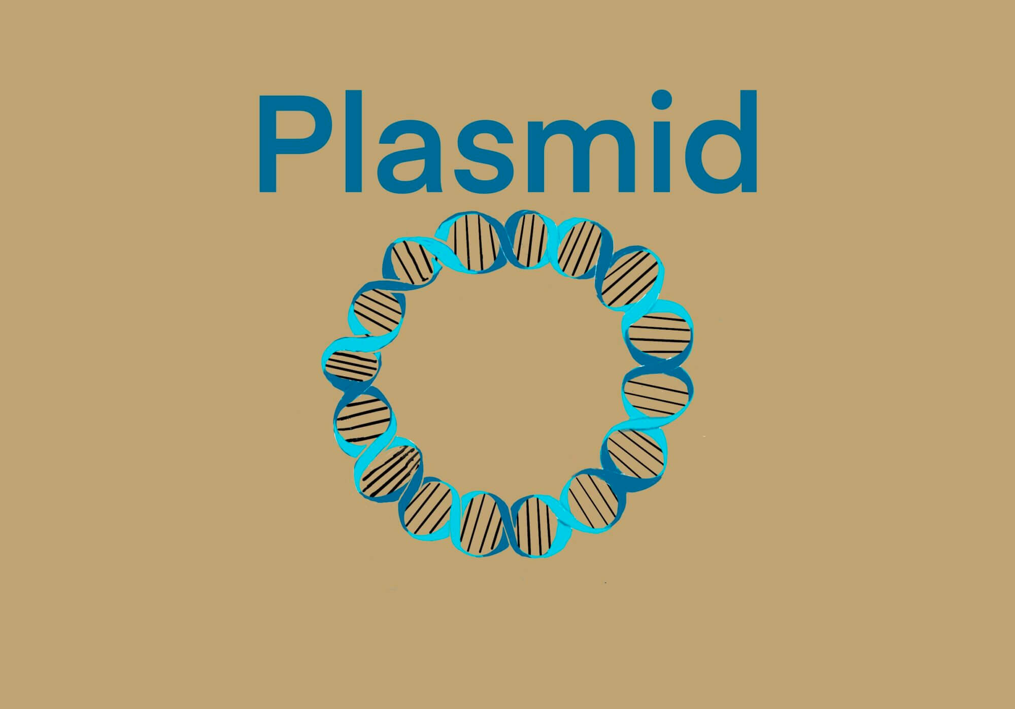 Plasmid