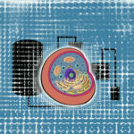 Gt, gene therapy