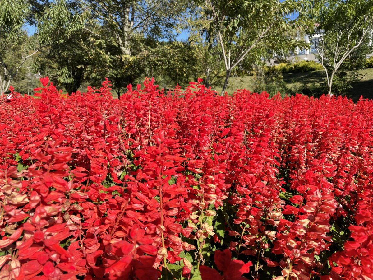 2197FF24-5F2B-4173-953E-A4C4A81F6349